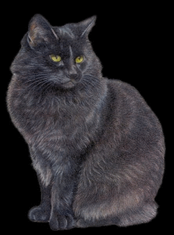 Animal Screensavers 0077